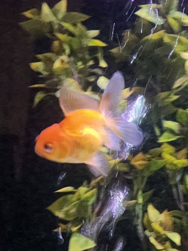 3 goldfish for sale 12