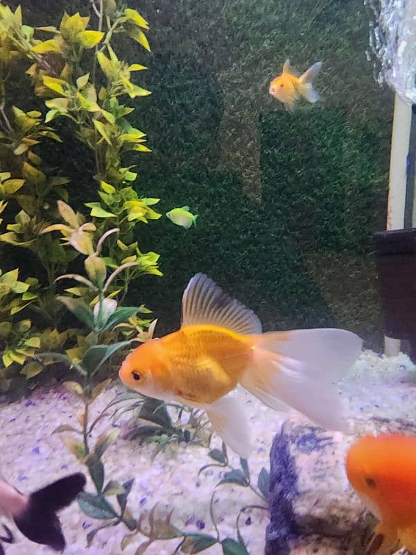 3 goldfish for sale 13