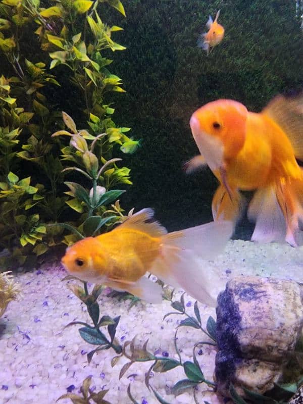 3 goldfish for sale 14