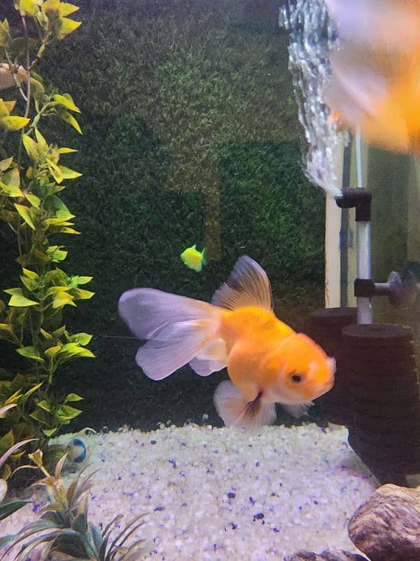 3 goldfish for sale 17