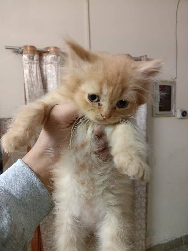 Persian Kitten 0