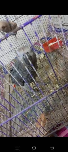 African grey male active and healthy available for sale # 03126945780