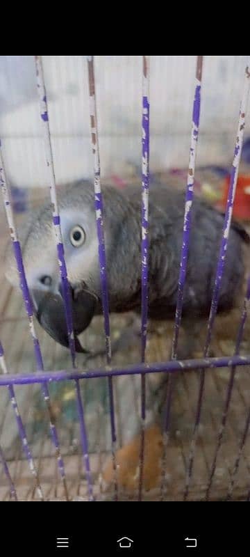 African grey male active and healthy available for sale # 03126945780 1