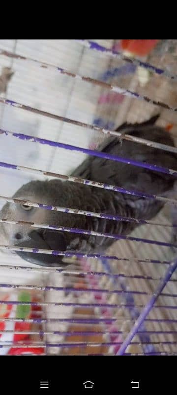 African grey male active and healthy available for sale # 03126945780 2