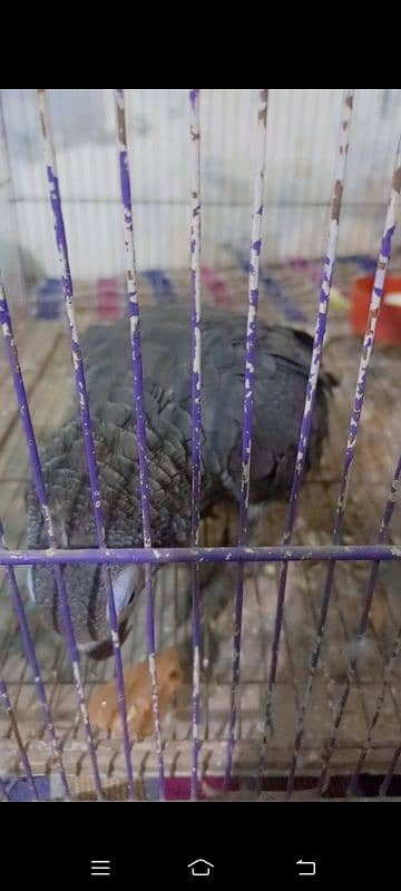 African grey male active and healthy available for sale # 03126945780 3