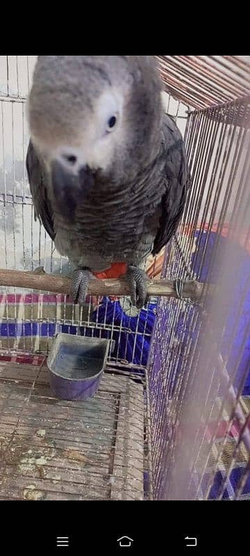 African grey male active and healthy available for sale # 03126945780 4