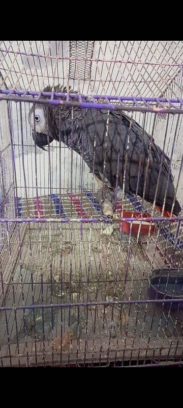 African grey male active and healthy available for sale # 03126945780 5