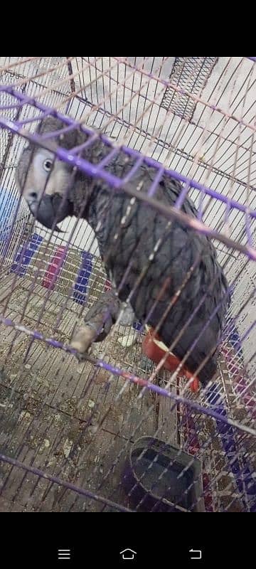 African grey male active and healthy available for sale # 03126945780 6