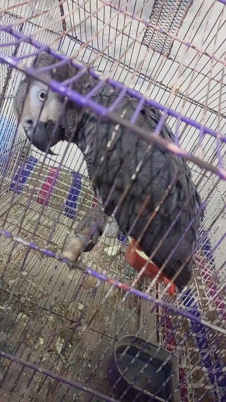 African grey male active and healthy available for sale # 03126945780 7