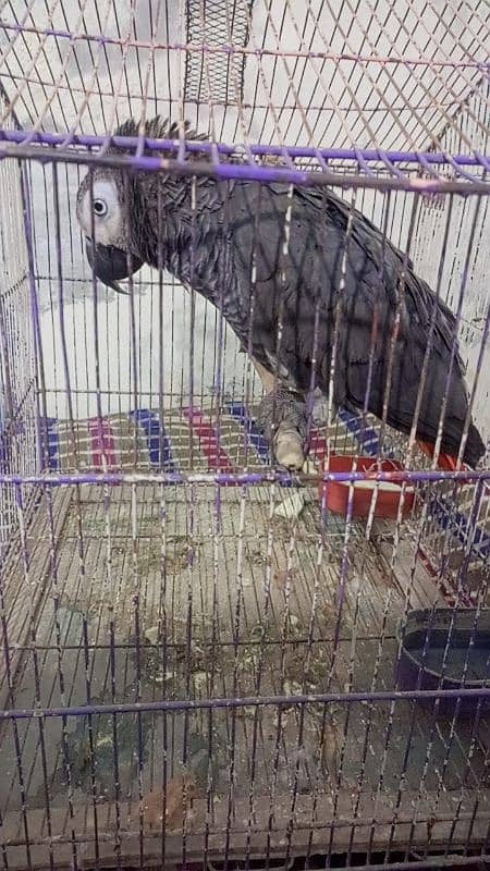 African grey male active and healthy available for sale # 03126945780 8