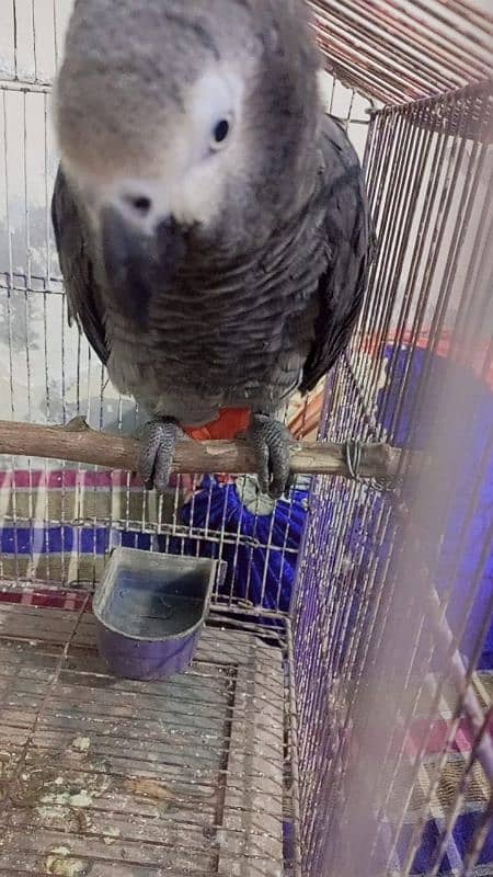 African grey male active and healthy available for sale # 03126945780 9