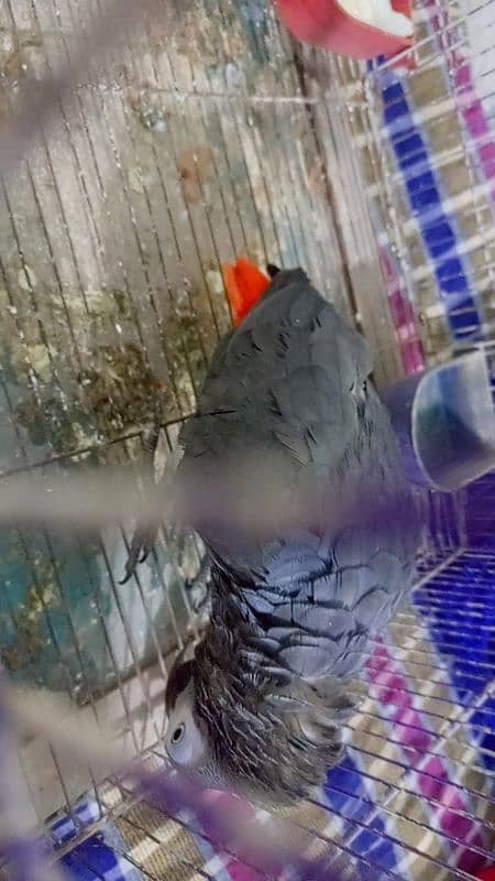 African grey looking like male available 03126945780 4