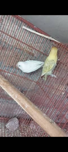 crimino decino albino pastlino lovebirds