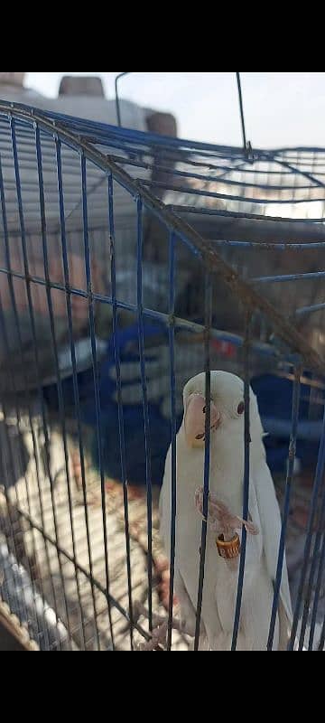 crimino decino albino pastlino lovebirds 1