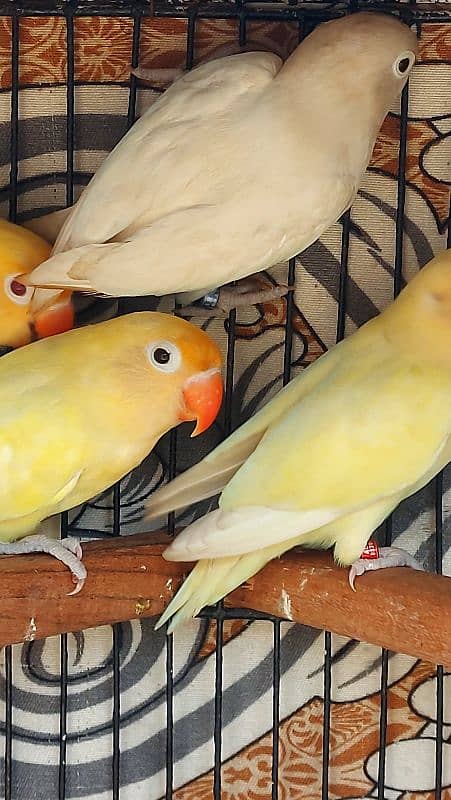 crimino decino albino pastlino lovebirds 4