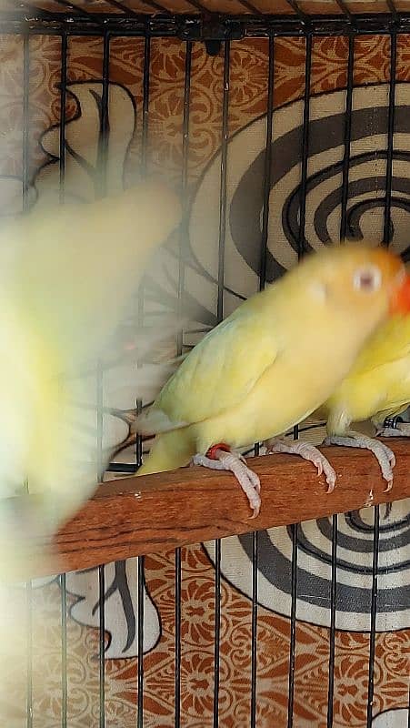 crimino decino albino pastlino lovebirds 5