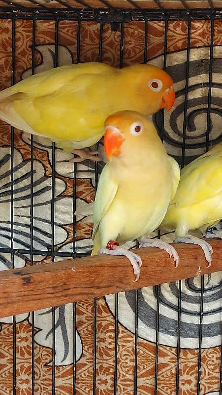 crimino decino albino pastlino lovebirds 6