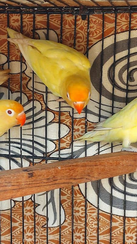 crimino decino albino pastlino lovebirds 8