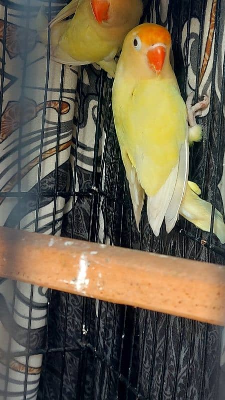 crimino decino albino pastlino lovebirds 9