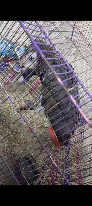 african grey fully active and healthy available for sale 03126945780 2