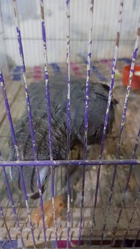 african grey fully active and healthy available for sale 03126945780 4