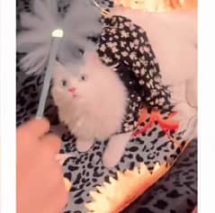 "Persian White Cat for Sale – Adorable & Healthy"