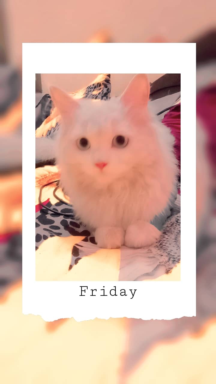 "Persian White Cat for Sale – Adorable & Healthy" 1