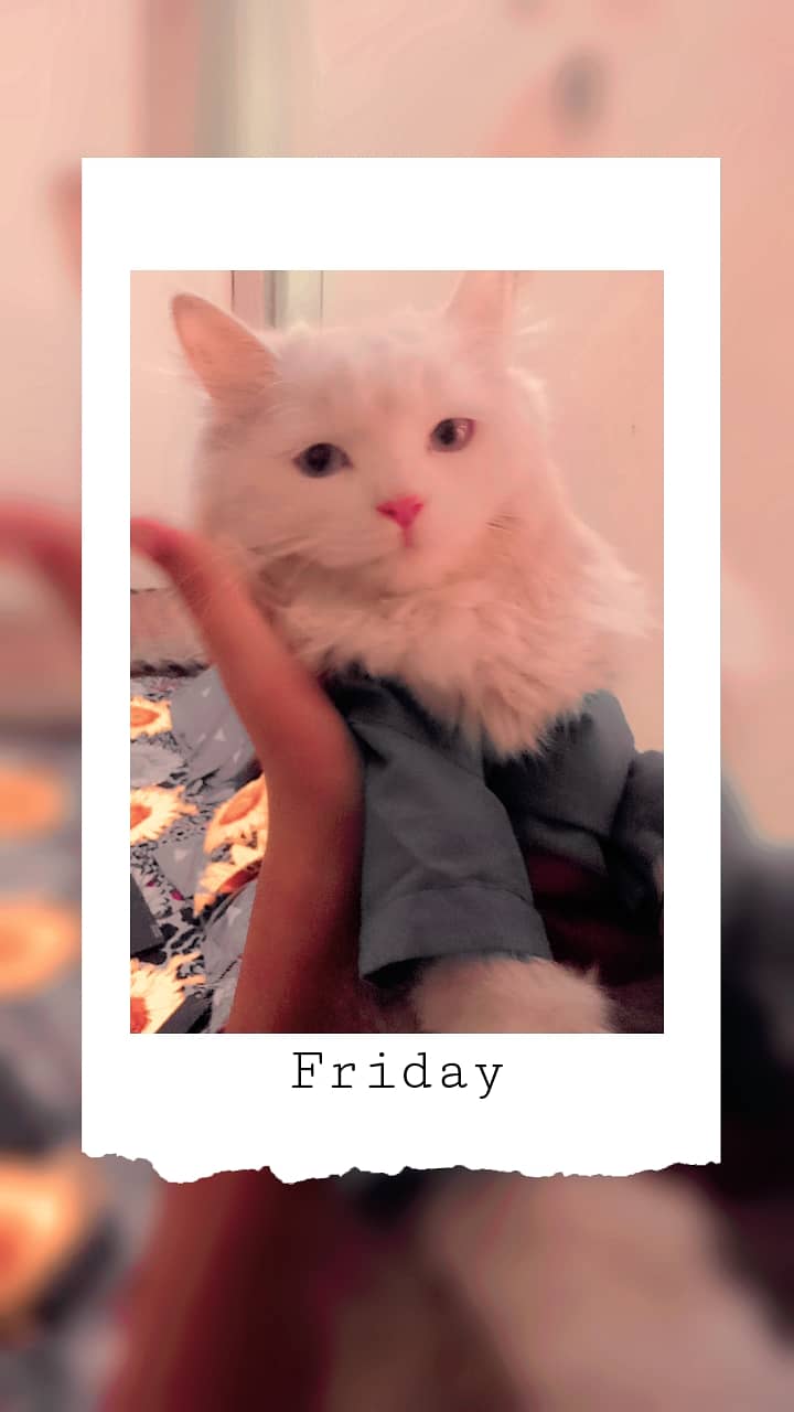 "Persian White Cat for Sale – Adorable & Healthy" 2