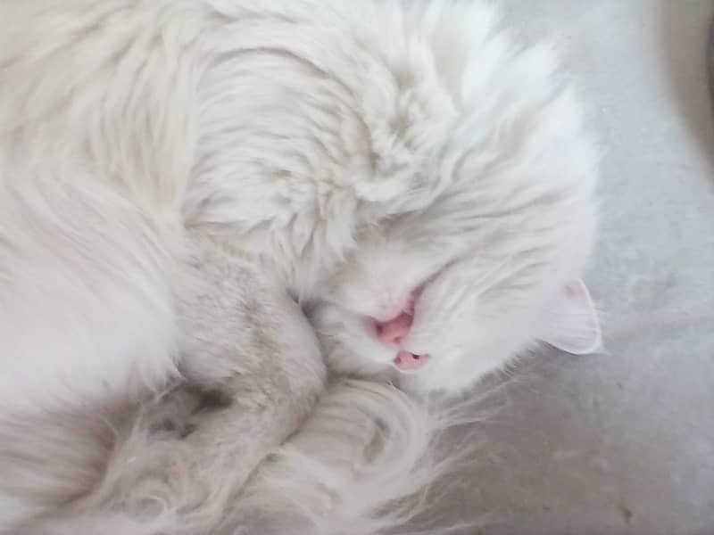 "Persian White Cat for Sale – Adorable & Healthy" 3