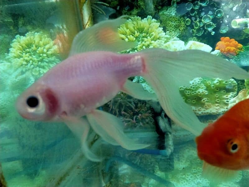 Selling my cute, Healthy and lovely Fishes 1