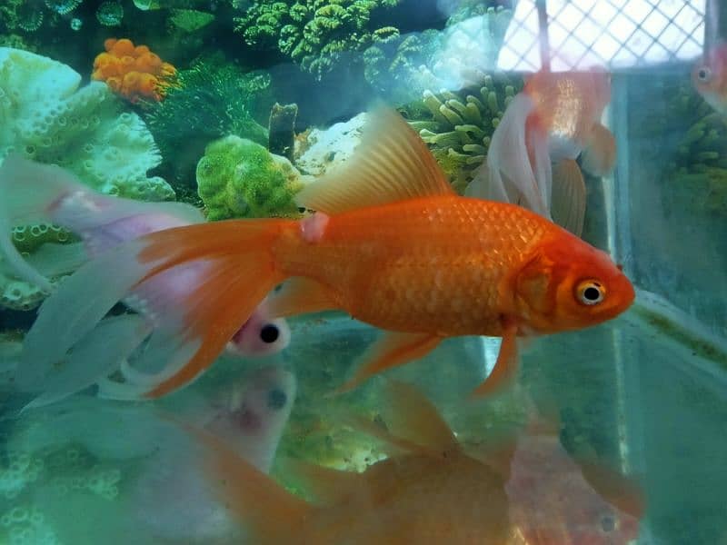 Selling my cute, Healthy and lovely Fishes 11