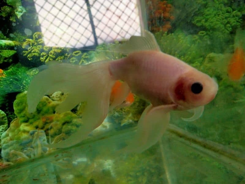 Selling my cute, Healthy and lovely Fishes 17