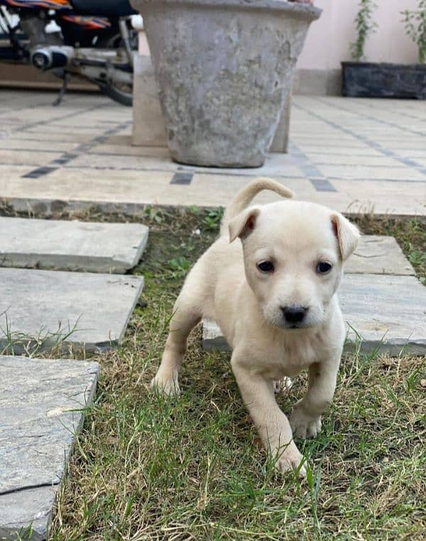 Labrador female puppy 0