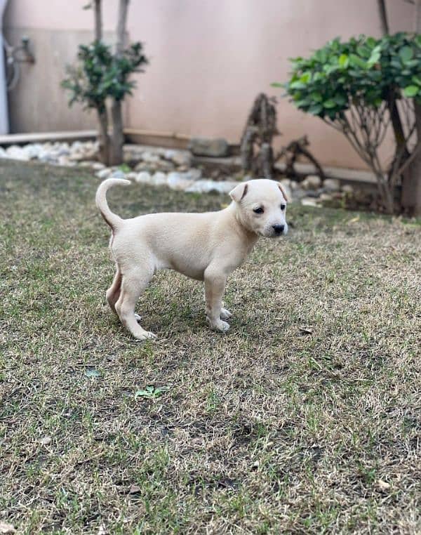 Labrador female puppy 1