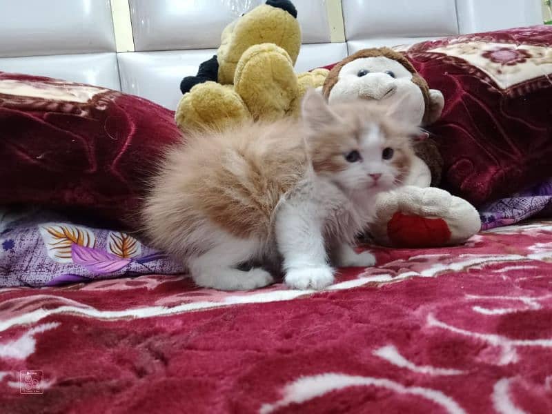 Pure Persian Semi Punch Face Kitten/Cat Each Kitten Demand Mention 0