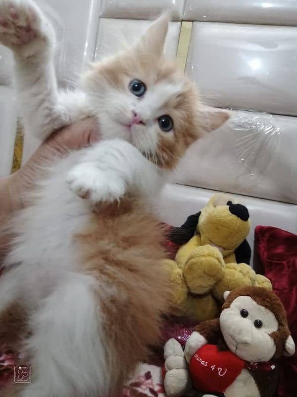 Pure Persian Semi Punch Face Kitten/Cat Each Kitten Demand Mention 1