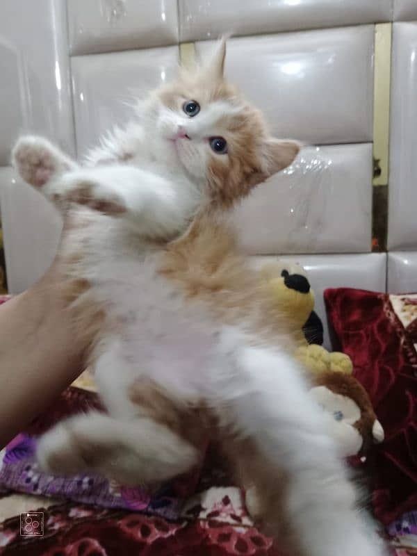 Pure Persian Semi Punch Face Kitten/Cat Each Kitten Demand Mention 2