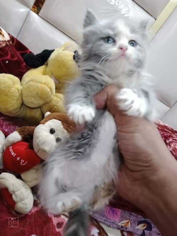 Pure Persian Semi Punch Face Kitten/Cat Each Kitten Demand Mention 3