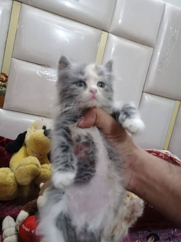 Pure Persian Semi Punch Face Kitten/Cat Each Kitten Demand Mention 4