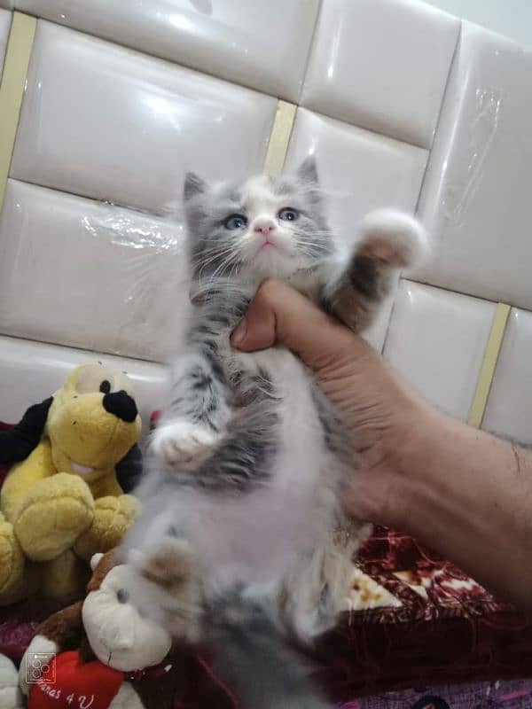 Pure Persian Semi Punch Face Kitten/Cat Each Kitten Demand Mention 5