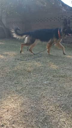 German shepherd Female for sale