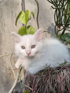 Persian kitten