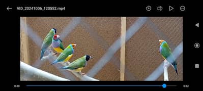 lady gouldian finches for sale