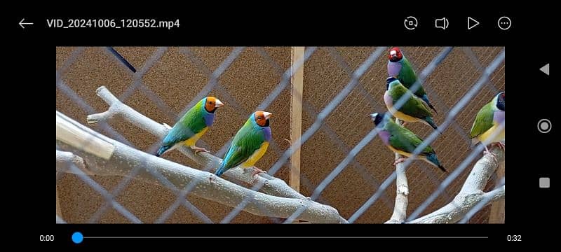 lady gouldian finches for sale 1