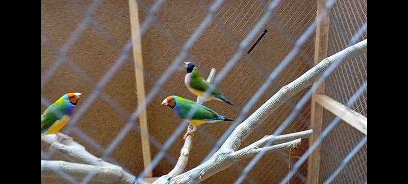 lady gouldian finches for sale 2