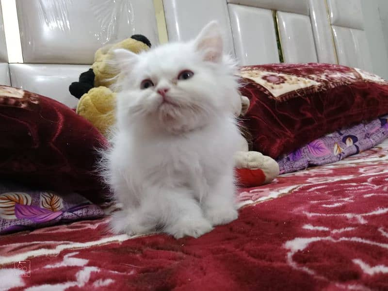 Pure Persian Semi Punch Face Kitten/Cat Each Kitten Demand Mention 6