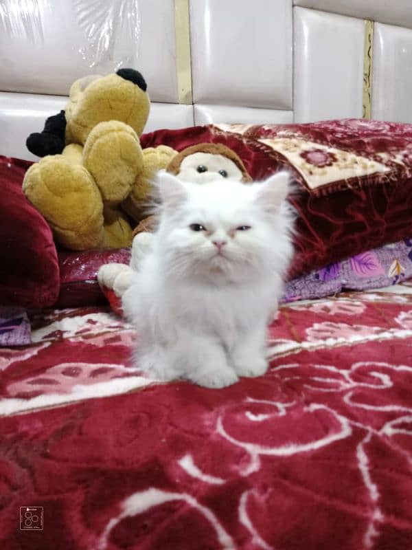 Pure Persian Semi Punch Face Kitten/Cat Each Kitten Demand Mention 7