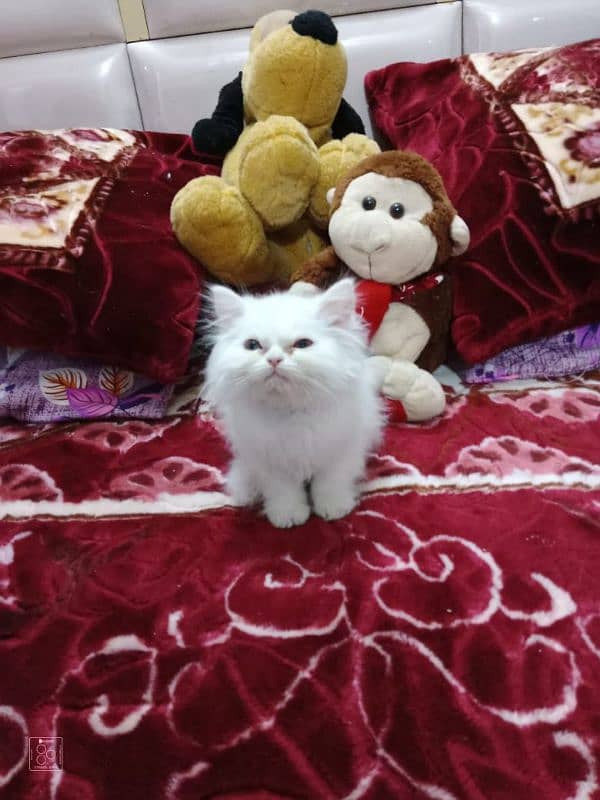 Pure Persian Semi Punch Face Kitten/Cat Each Kitten Demand Mention 8