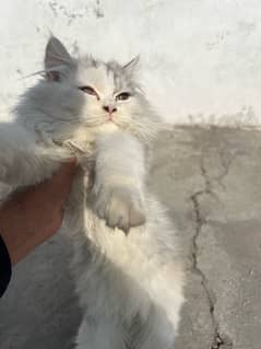 Triple coat Grey white persian Cat