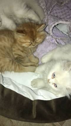 Persian female kittens